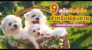 วิธีเลี้ยงสุนัข