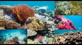 เกาะหลีเป๊ะ