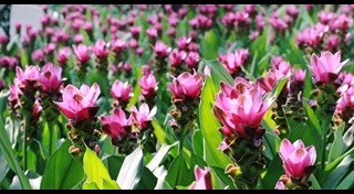 ทุ่งดอกกระเจียว ชัยภูมิ