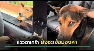 สุนัขถูกทิ้ง