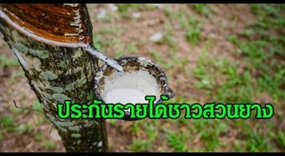 สวนยางพารา