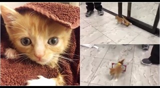 แมวพิการ