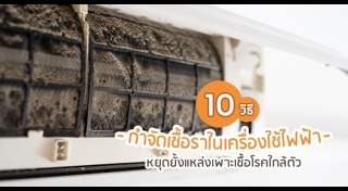 เชื้อราในบ้าน