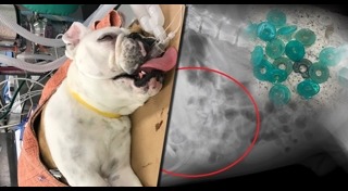 สุนัขป่วย