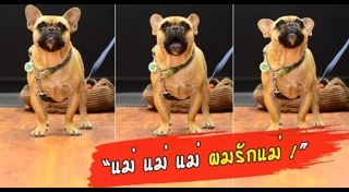 เฟรนช์ บูลด็อก