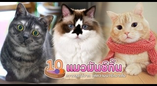 แมวมันช์กิ้น