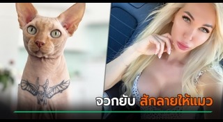 แมวสฟิงซ์