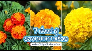 ดอกดาวเรือง