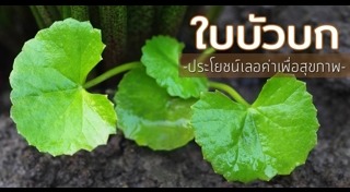 สมุนไพรจีน