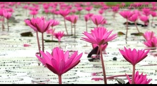 เที่ยวอุดรธานี