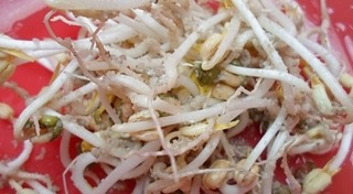 ถั่วงอก