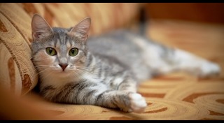 วิธีฝึกแมว