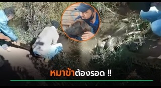 งูอนาคอนด้า