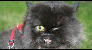 แมวพิการ