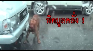 หมากัดรถ