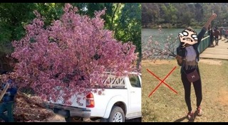 งานศิลปะจากดอกไม้