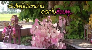 ต้นโพธิ์