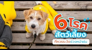 โรคของแมว