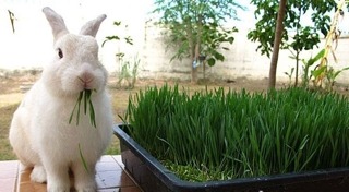 วิธีเลี้ยงกระต่าย