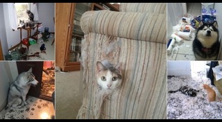 พฤติกรรมแมว