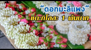 ดอกมะลิ