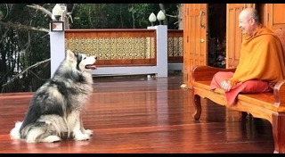 พ.ร.บ.คุ้มครองสัตว์