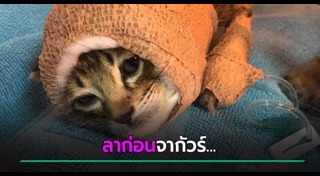 แมวป่วย