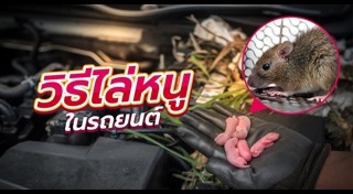 วิธีไล่หนู