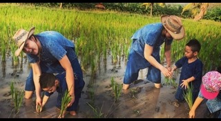 ปลูกข้าว