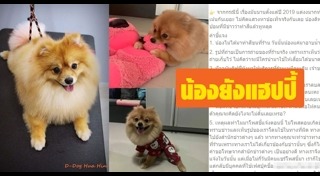 ปอมเมอเรเนียน