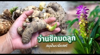 สมุนไพรแก้ประจำเดือน