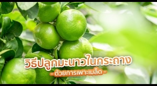 วิธีปลูกมะกรูด