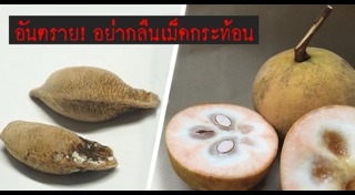 กระท้อน