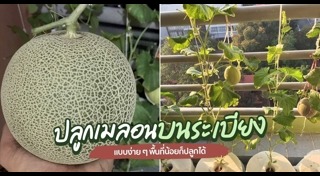 วิธีปลูกเมลอน