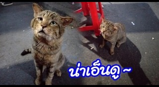 แมวหน้าเศร้า