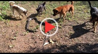 สุนัขกัดงู