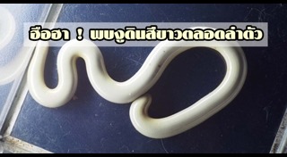 งูเผือก