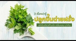 ปลูกผักไร้ดิน