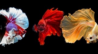 ปลาสวยงาม