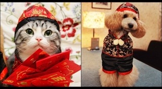 ของใช้สุนัข