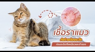 เชื้อราแมว