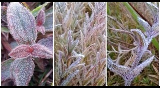 แม่คะนิ้ง