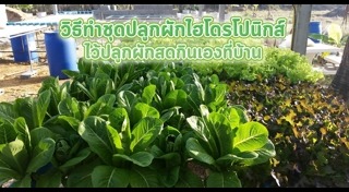 ผักไฮโดรโปนิกส์