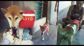 ลอยด์ หมาชิบะ