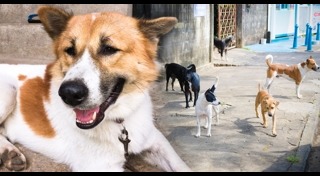 พ.ร.บ.คุ้มครองสัตว์