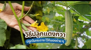 ปลูกผักไร้ดิน