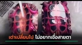 แก้วมังกร