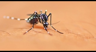 วิธีป้องกันโรคไข้เลือดออก