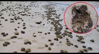 สาหร่าย