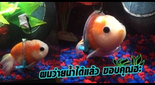 ปลาสวยงาม